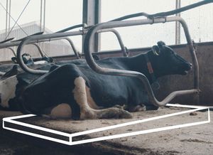 rubber cow mattress