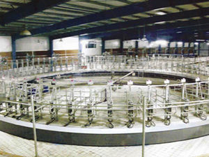 cow milking parlour