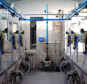 cow milking parlour / herringbone