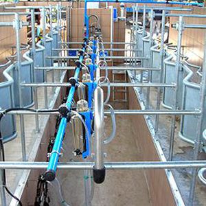 cow milking parlour / herringbone