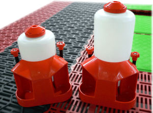 swine waterer