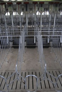 slatted floor gestation stall