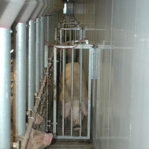 pig sorting gate