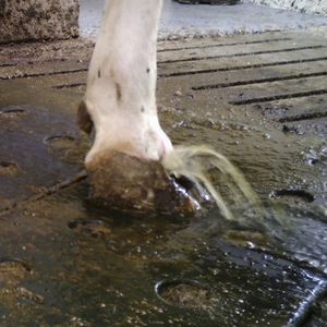 footbath for livestock buildings