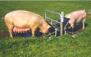 swine waterer