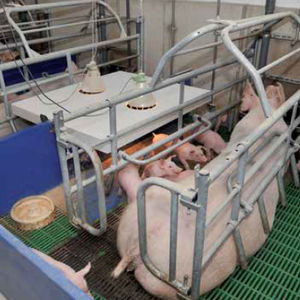 adjustable farrowing stall