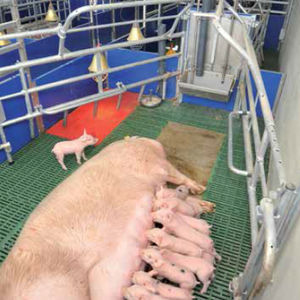 adjustable farrowing stall / anti-crush protection