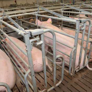 farrowing stall