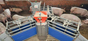 pig feeding equipement