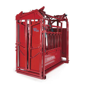 cows squeeze chute