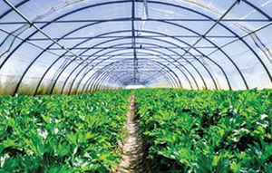 greenhouse covering film