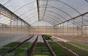 greenhouse covering film