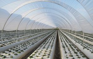 greenhouse covering film