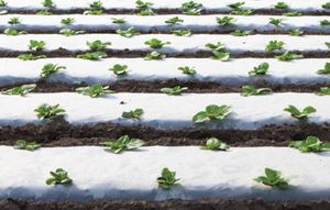 transparent plastic mulch