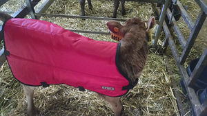 calf blanket