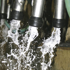 cows milking cluster