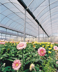 greenhouse film