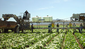 fruit harvesting belt