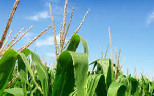 hybrid corn seeds