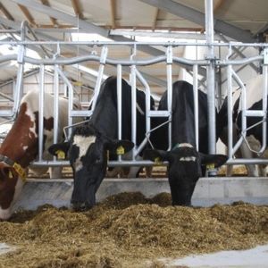 cows headlock