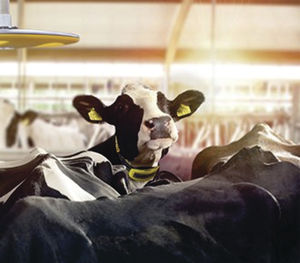 Cow monitoring system - VITALCONTROL - URBAN GmbH & Co. KG