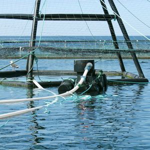 Aquaculture light - Fupe Systems AS - LED