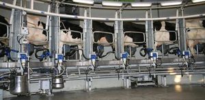 cow milking parlour