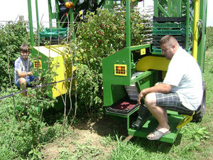 raspberry harvester machine