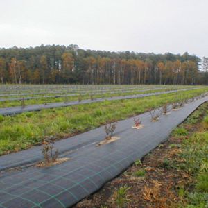 above-ground plastic mulch