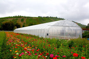 tunnel type greenhouse