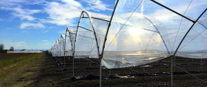 multi span greenhouse