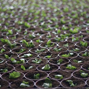 pot transplanting machine