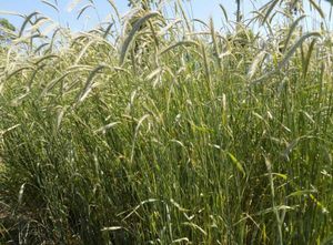 rye cover crop