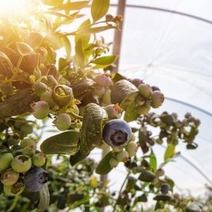 greenhouse film 1