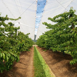 greenhouse film