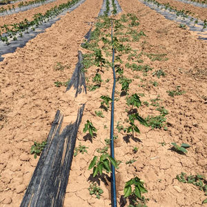 biodegradable sheeting