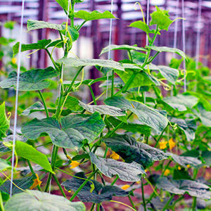 plant support twine 1