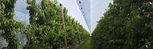 protective netting
