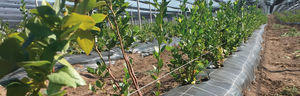 weed control film