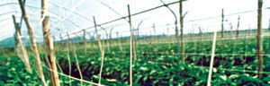 plant support netting