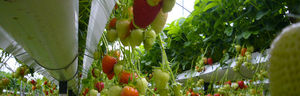 plant support netting