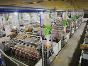 pig feeding equipement