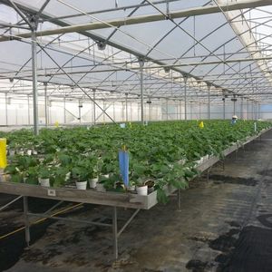 ebb-and-flow greenhouse bench