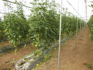 greenhouse protective cover
