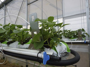 soilless system