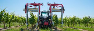 vineyard vine trimmer 1