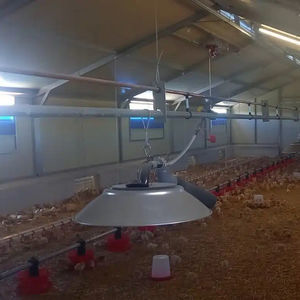 heating lamp