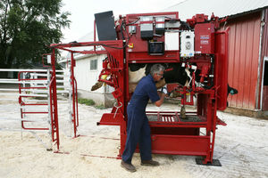 cows squeeze chute