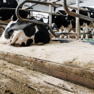 waterbed cow mattress