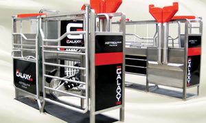 cows milking robot